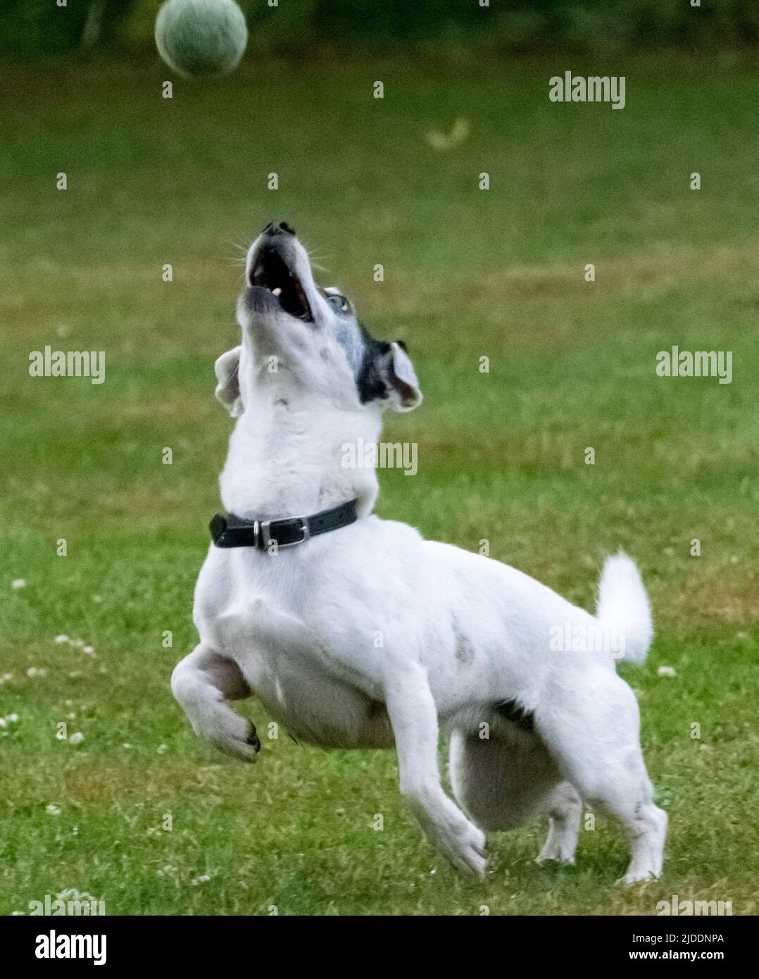 Un Jack Russel recouvert de blanc sautant pour une balle de tennis le jour de l'été, pris dans le flux moyen attrapant la balle Banque D'Images