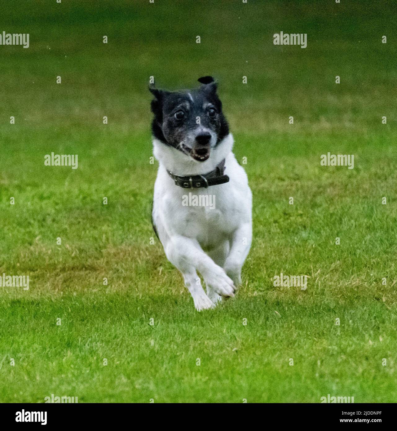 Jack Russell à revêtement lisse blanc avec tête noire et gris vieillissant passant par sa tête noire en direction de l'appareil photo Banque D'Images