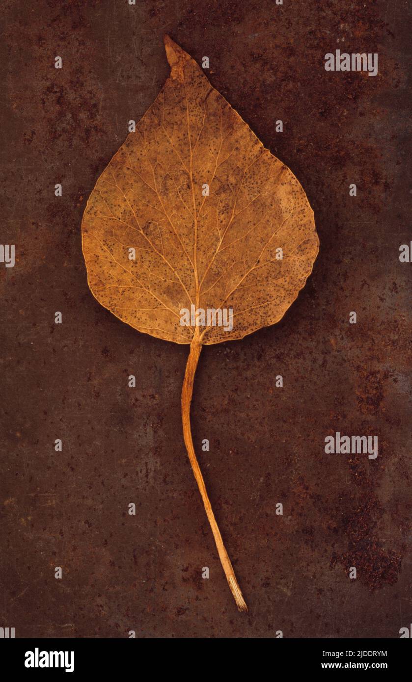 Gros plan de la feuille d'automne brune de l'usine d'hélice Ivy ou Hedera sur une tôle rouillée Banque D'Images