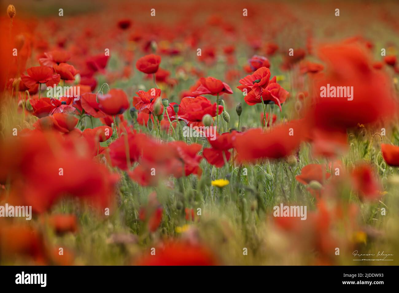 Coquelicots dans les champs de la baie de somme Banque D'Images