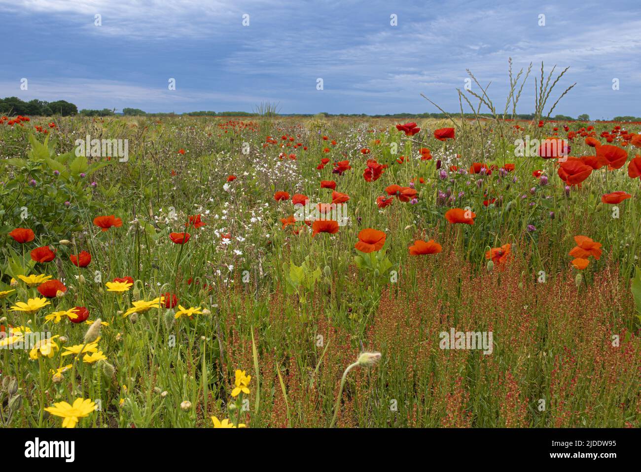 Coquelicots dans les champs de la baie de somme Banque D'Images