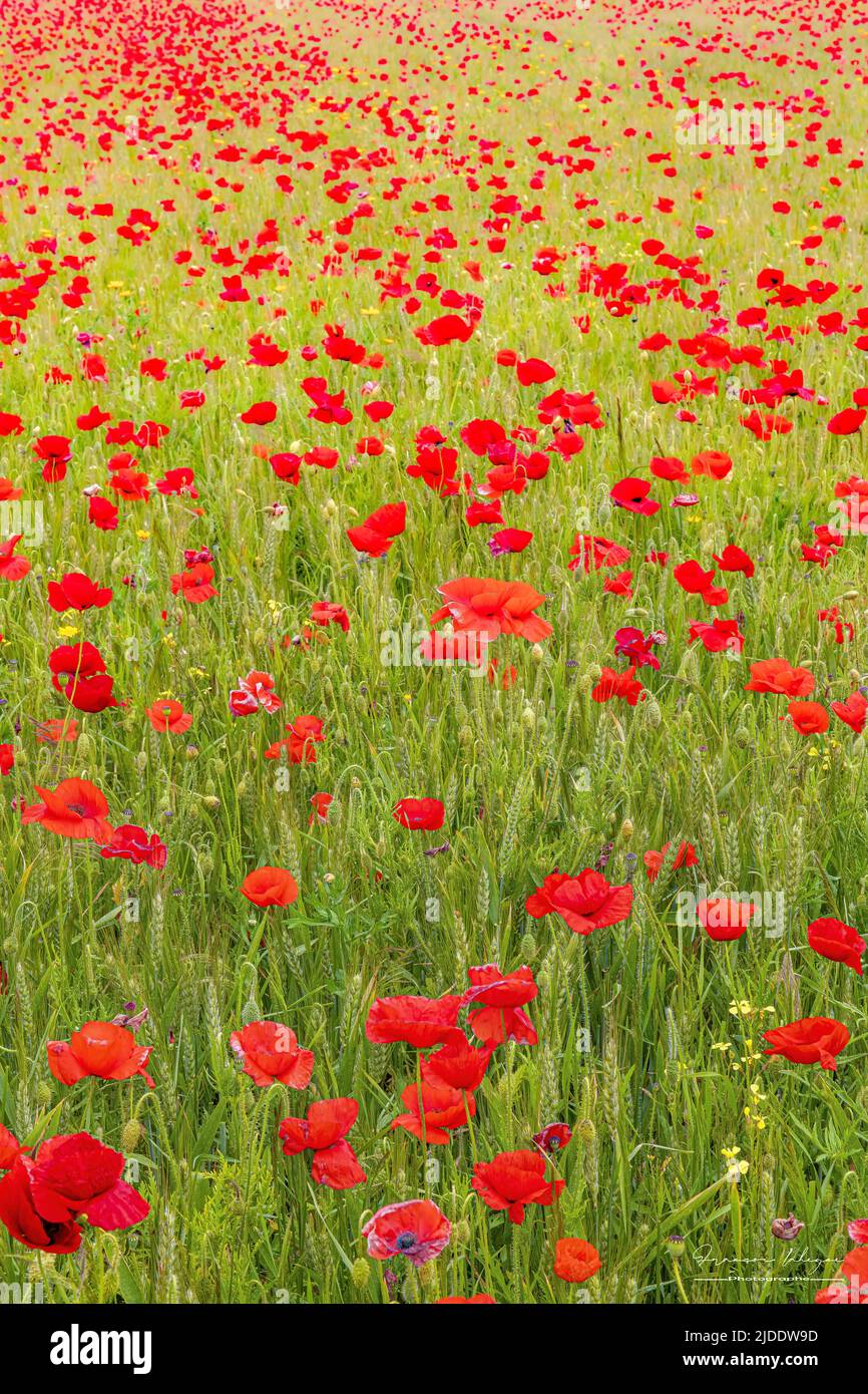 Coquelicots dans les champs de la baie de somme Banque D'Images