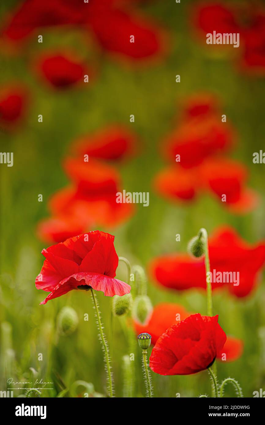 Coquelicots dans les champs de la baie de somme Banque D'Images