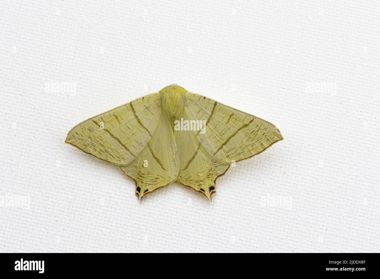 Moth à queue d'hirondelle (Ourapteryx sambucaria) Banque D'Images