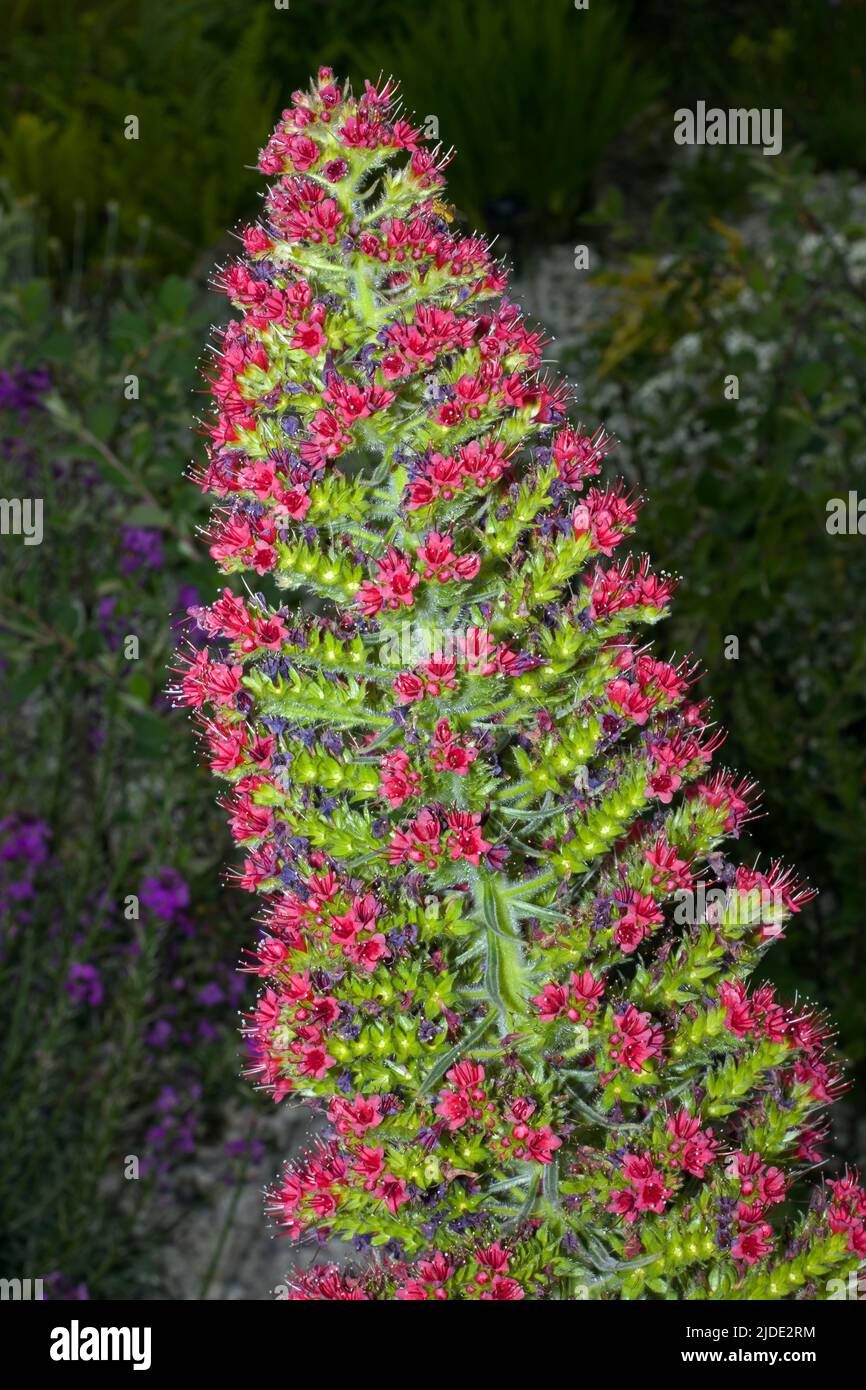 Echium wildpretii (Tenerife bugloss) est endémique aux îles Canaries et se trouve principalement sur le Mont Teide à Ténérife. Banque D'Images