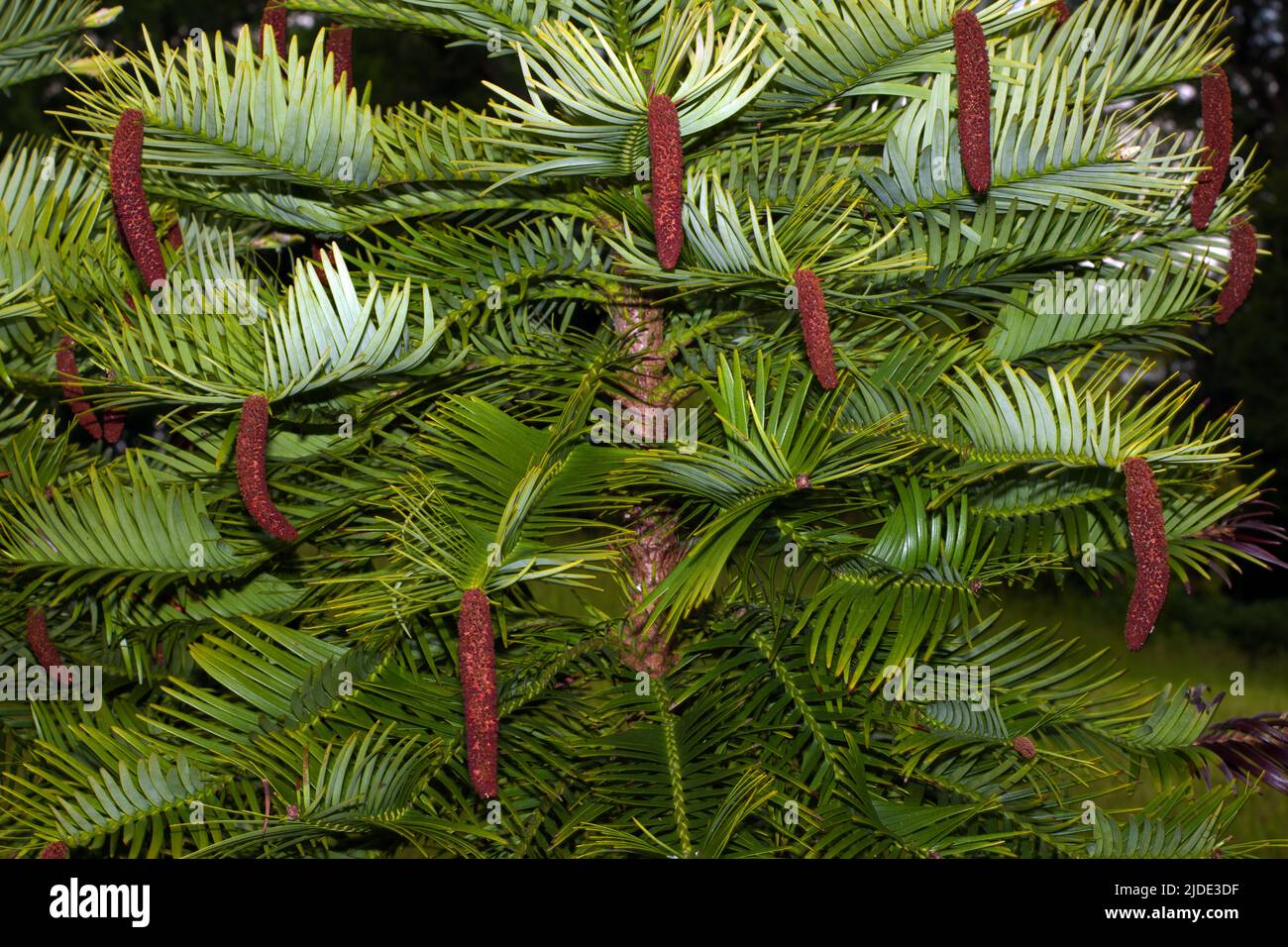 Wollemia nobilis (pin de Wollemi) n'était connu que de fossiles jusqu'à ce qu'une plante vivante soit découverte dans les forêts tropicales tempérées d'Australie. Banque D'Images