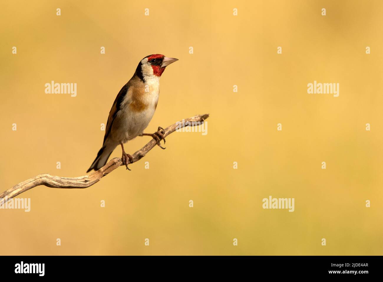 Égorfins européens près d'un point d'eau naturel, en été, avec la dernière lumière du jour Banque D'Images