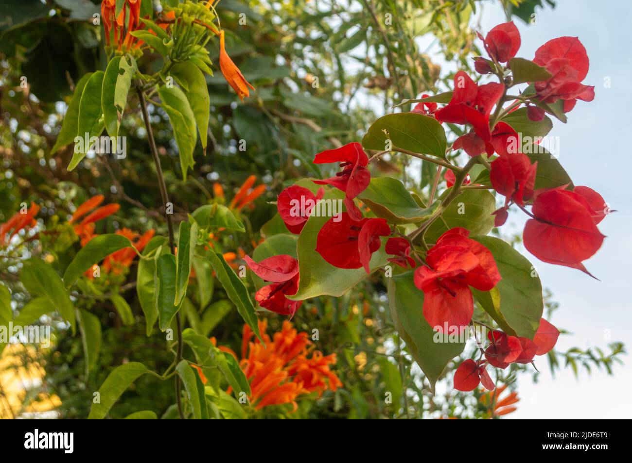 Plante avec feuilles rouges Banque D'Images