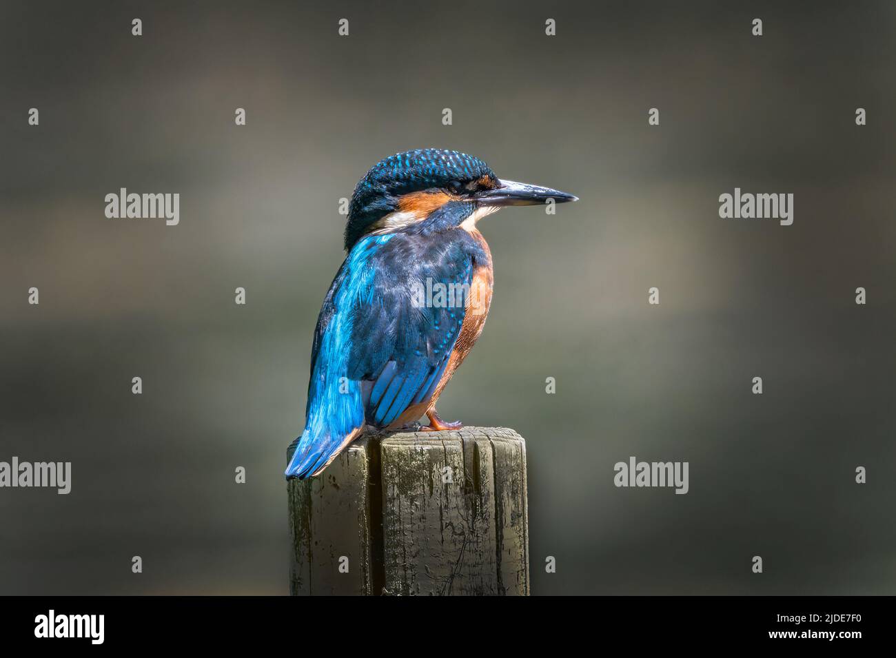 Kingfisher assis sur le poteau attendant que les poissons nagent au-delà Banque D'Images