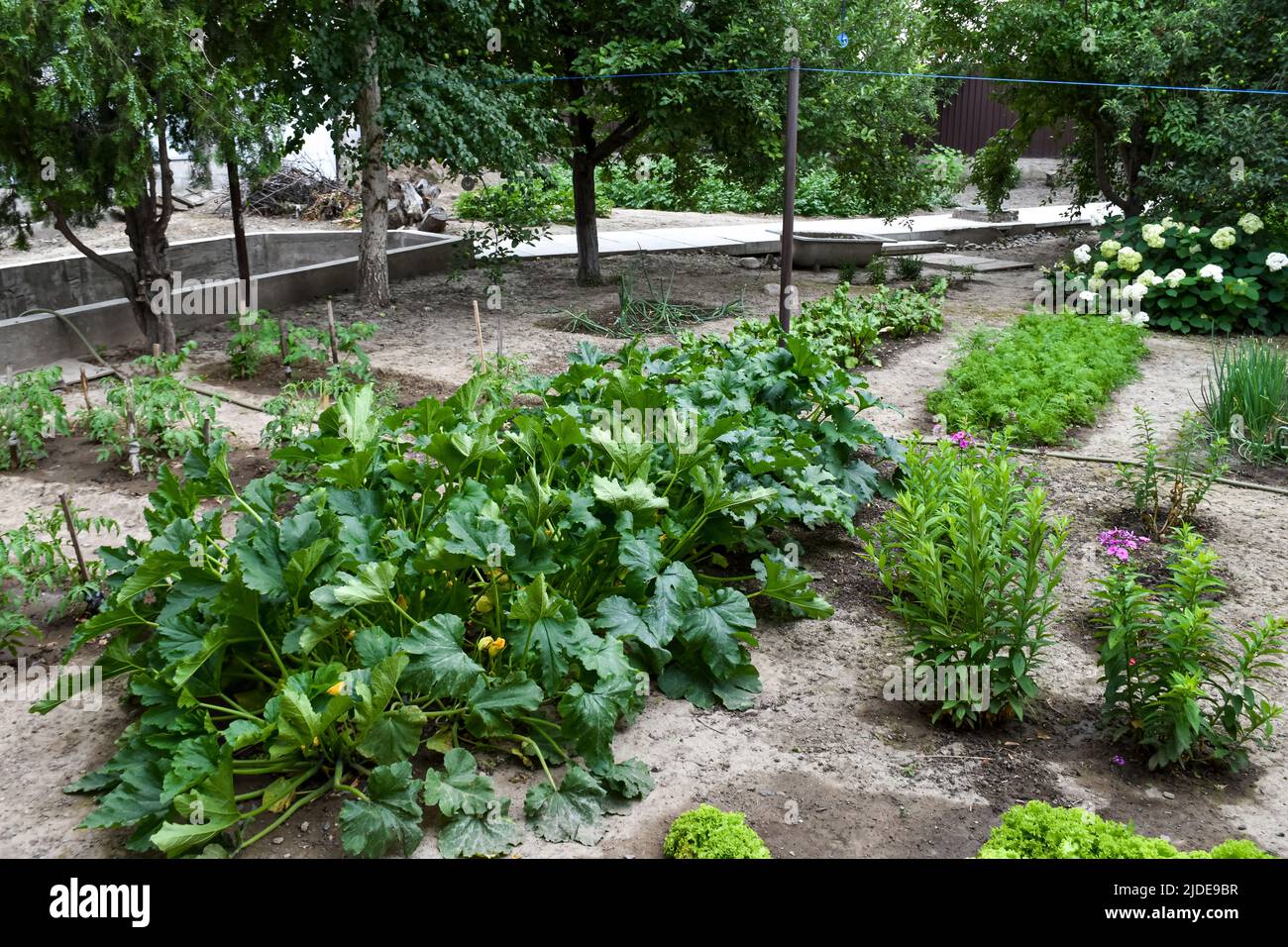 Un terrain de jardin typique et des lits verts dans l'arrière-cour d'un foyer Banque D'Images