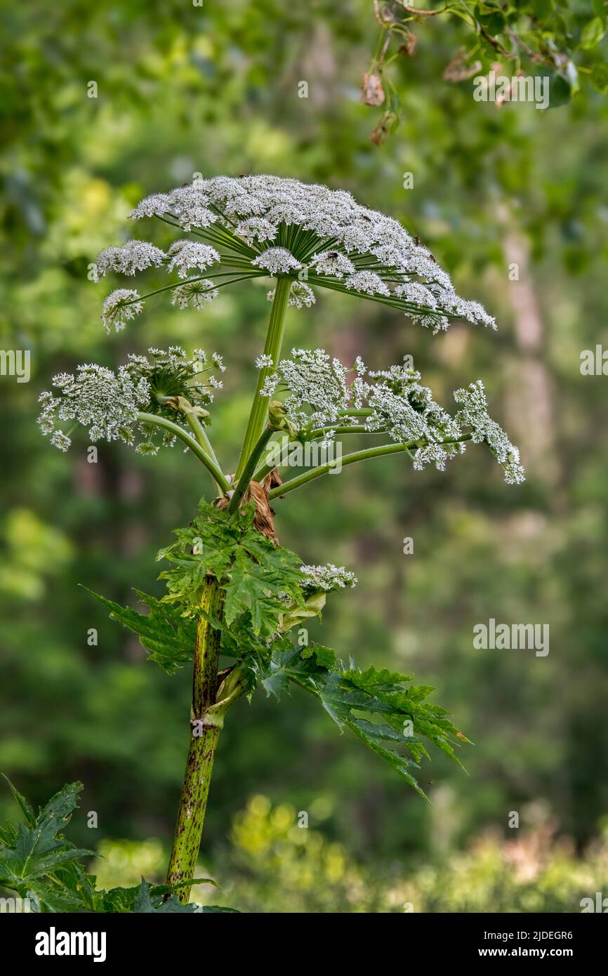 Herbe à poux géante / fleur de rouette / persil de vache géante / panais de vache géante / hogsbane (Heracleum mantegazzianum) en fleur au bord de la forêt Banque D'Images