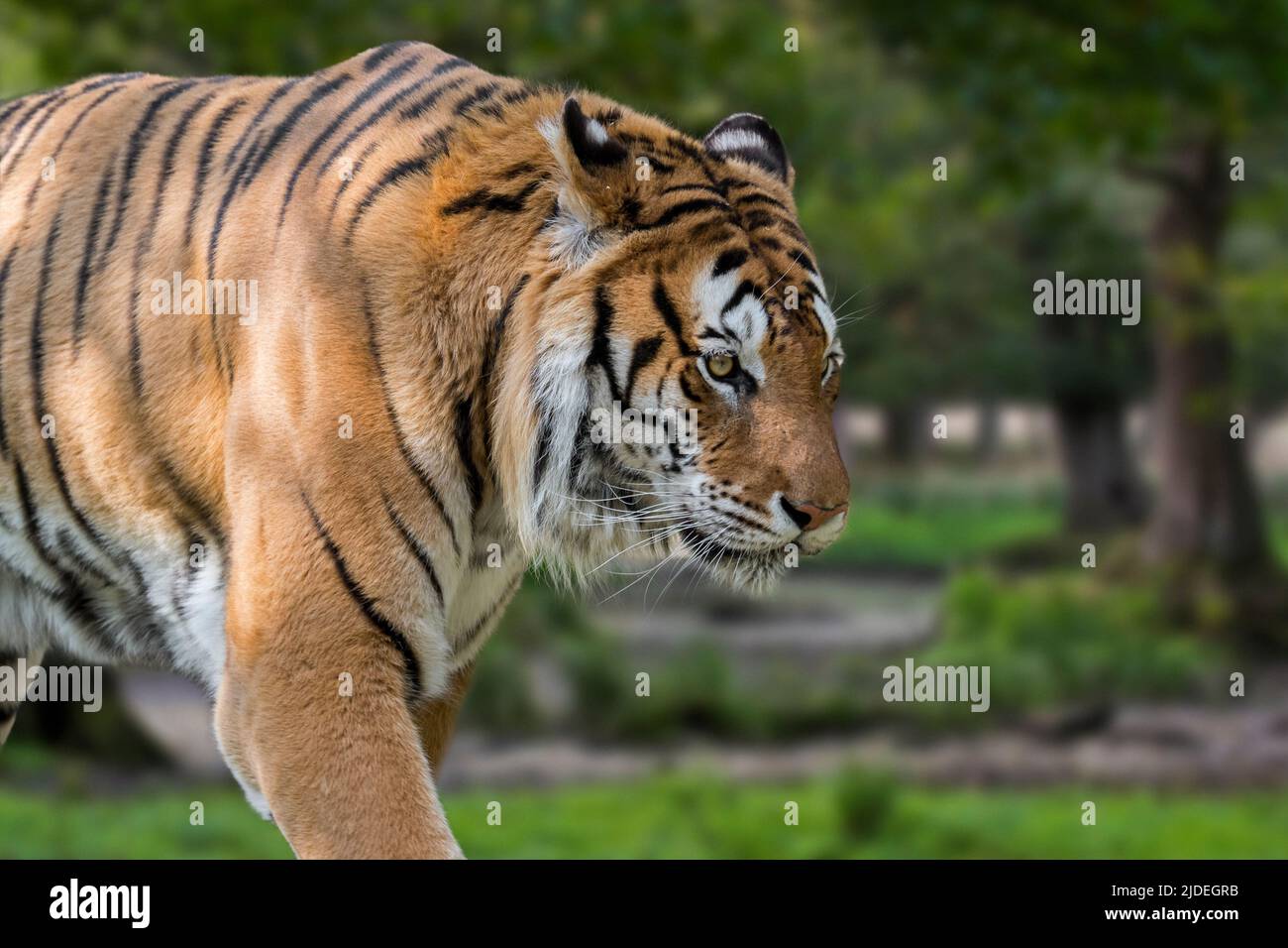 Tigre de Sibérie (Panthera tigris altaica) gros plan en forêt Banque D'Images