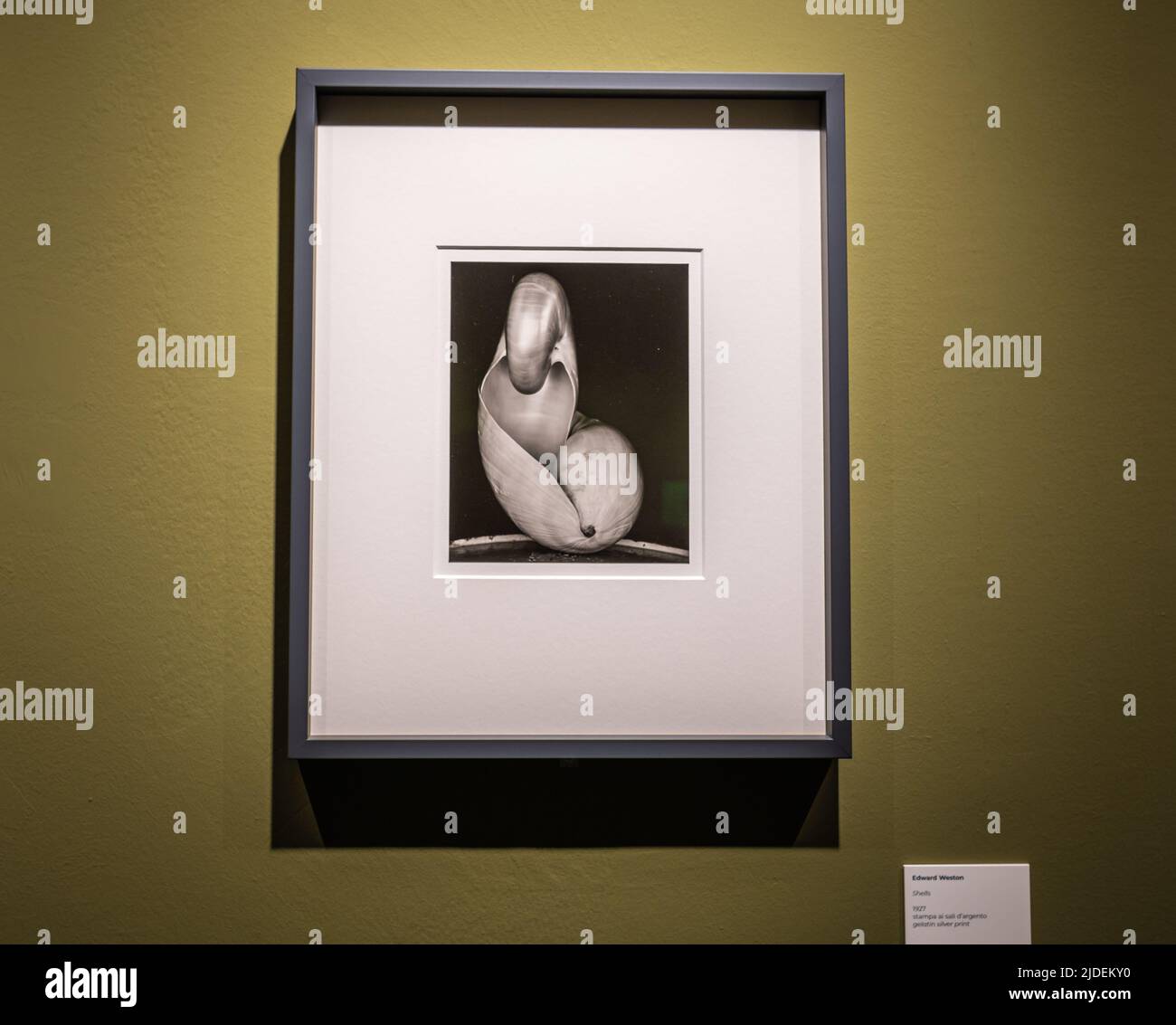 Edward weston (1886-1958) célèbre photographie 'SHELLS' - 1927. Exposition au Musée Santa Giulia de Brescia, lombardie, Italie, Europe. Banque D'Images