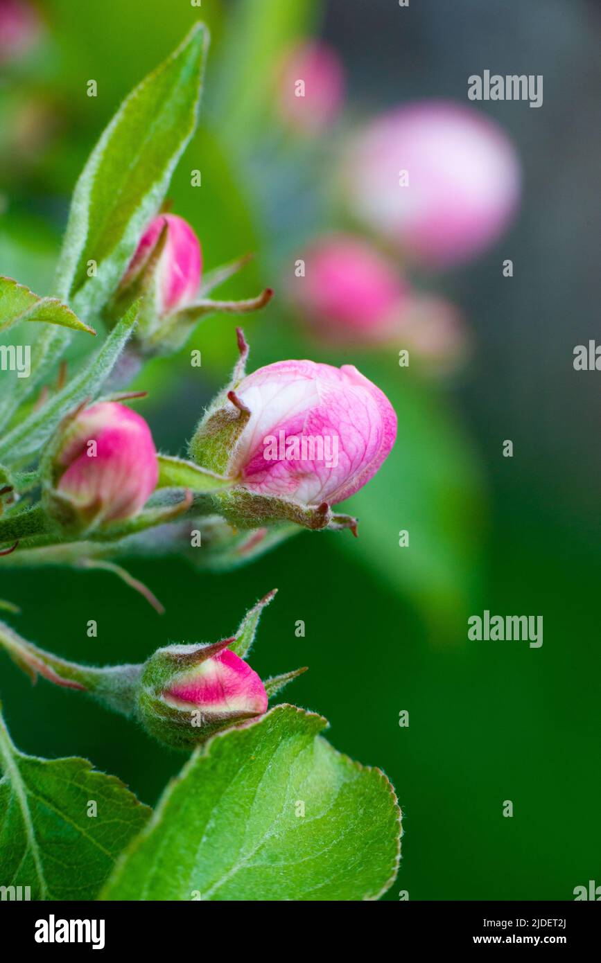 Des bourgeons roses de fleurs de pommier non ouvertes sur une branche le jour ensoleillé sur un fond de feuillage vert. Floraison printanière dans un jardin ou un parc. Photo de haute qualité Banque D'Images