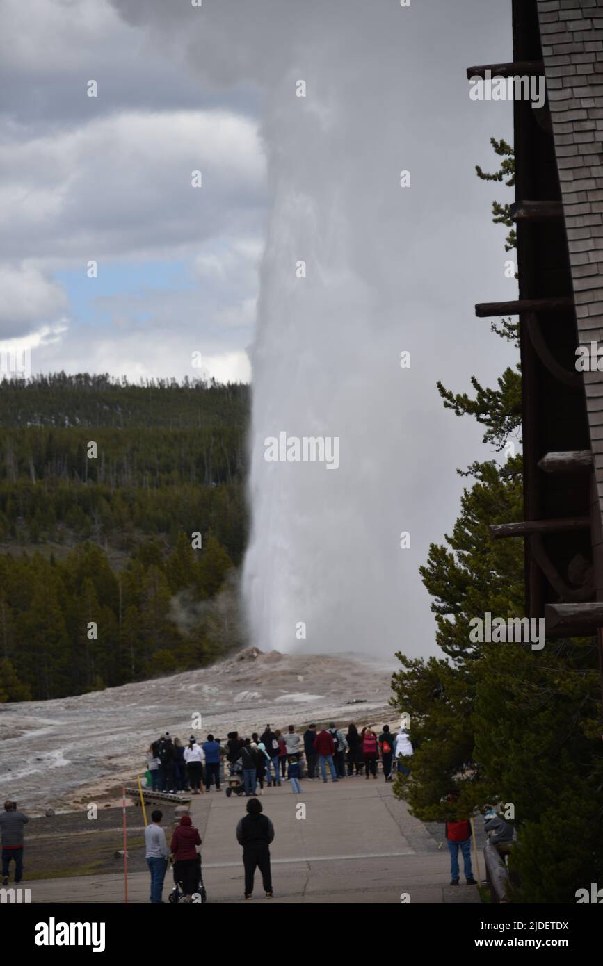 Parc national de Yellowstone. ÉTATS-UNIS. 5/21-26/2022. Geyser ancien fidèle. Les éruptions font bouillir 3 700 à 8 400 gallons US (14 000 à 32 000 L) Banque D'Images