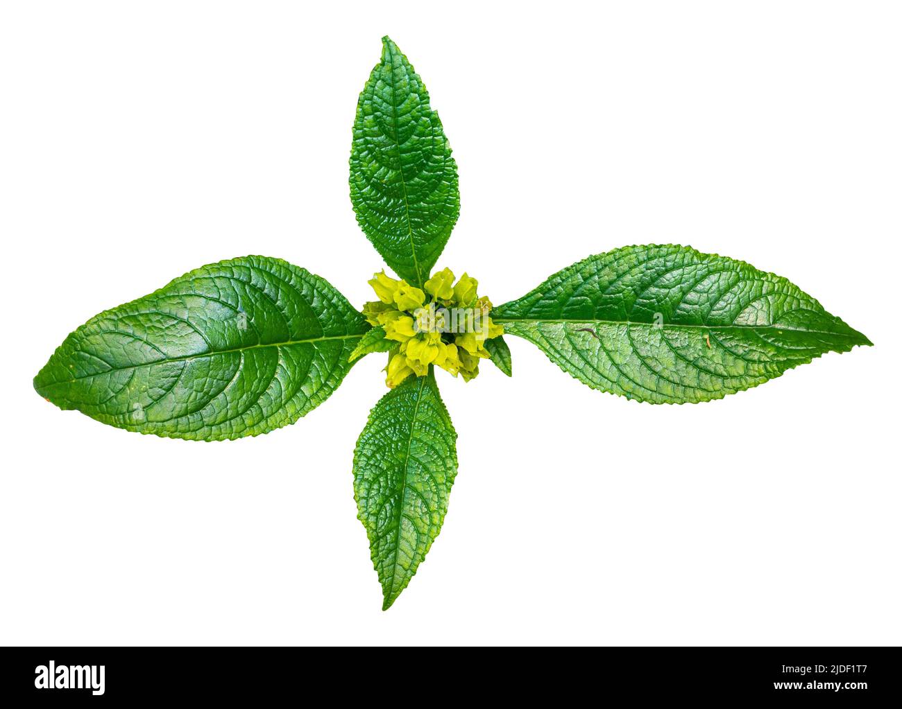 Chrysothemis friedrichsthaliana isolé originaire de l'ouest de la colombie et de l'amérique centrale. (Famille Gesneriaceae) Banque D'Images