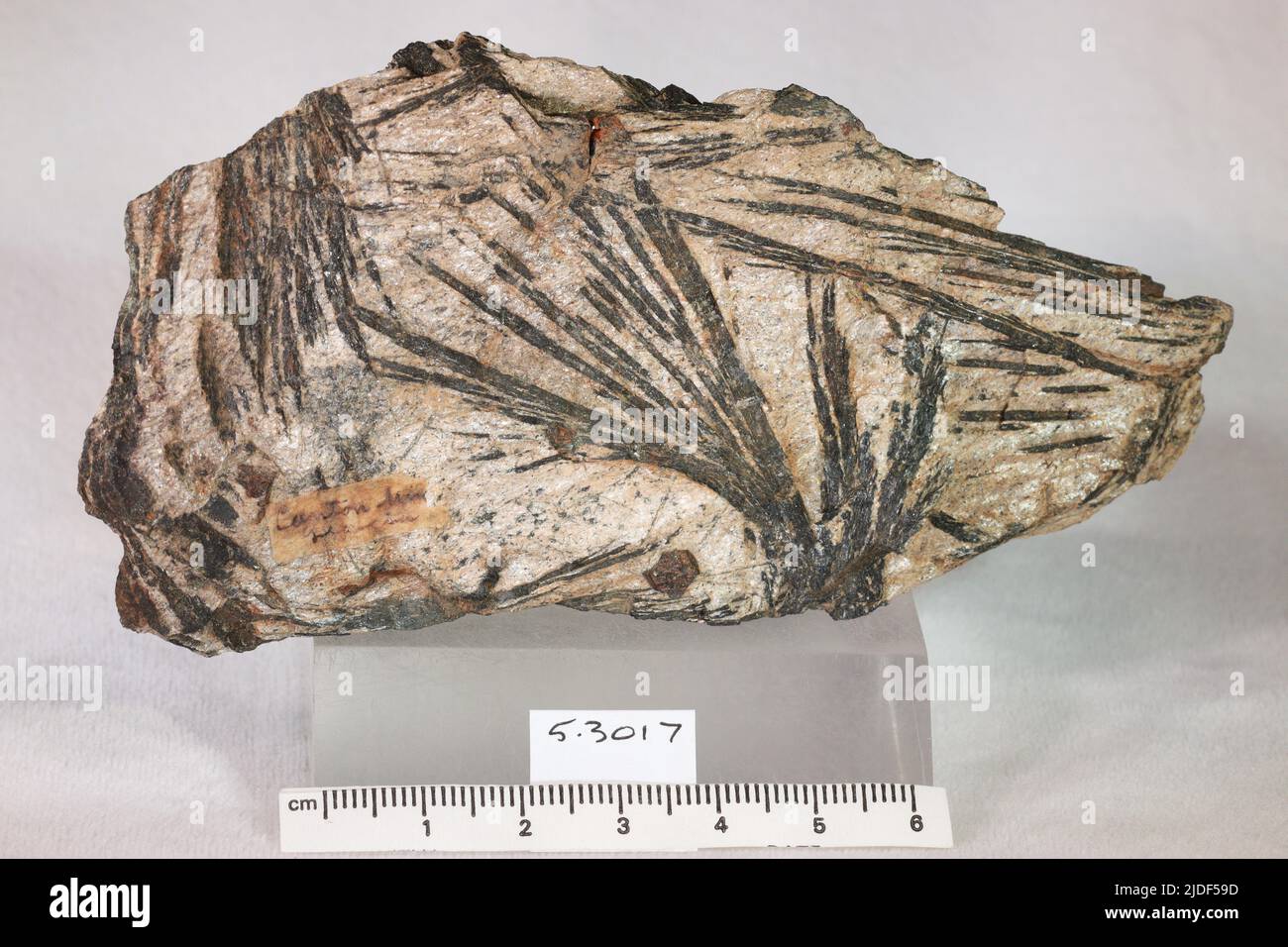 Actinolite. Minéraux. Amérique du Nord; États-Unis; Géorgie; Cherokee County. Mine de Canton Banque D'Images