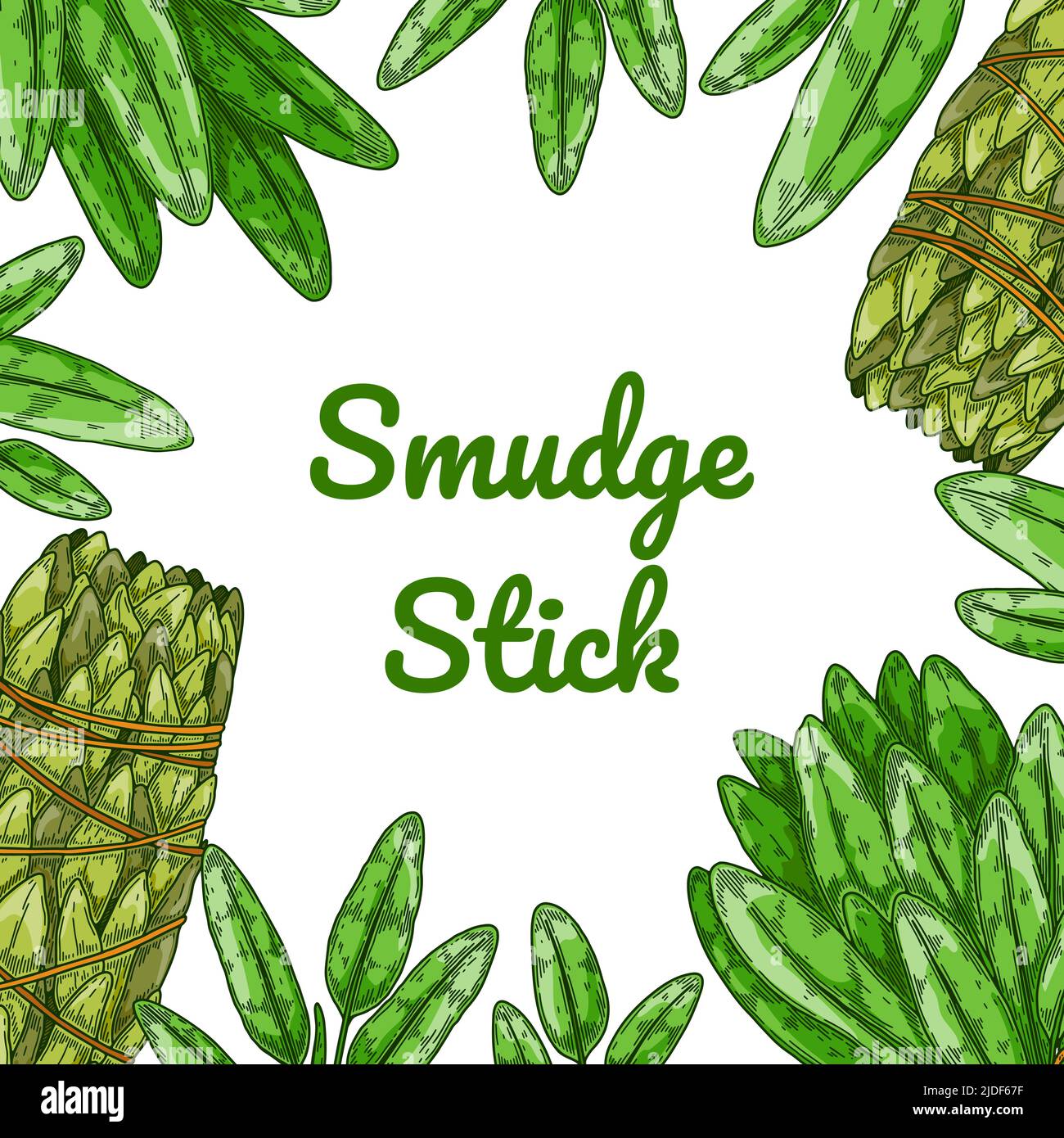 Motif sauge coloré avec feuilles vertes. Illustration vectorielle dans un style d'esquisse coloré Illustration de Vecteur