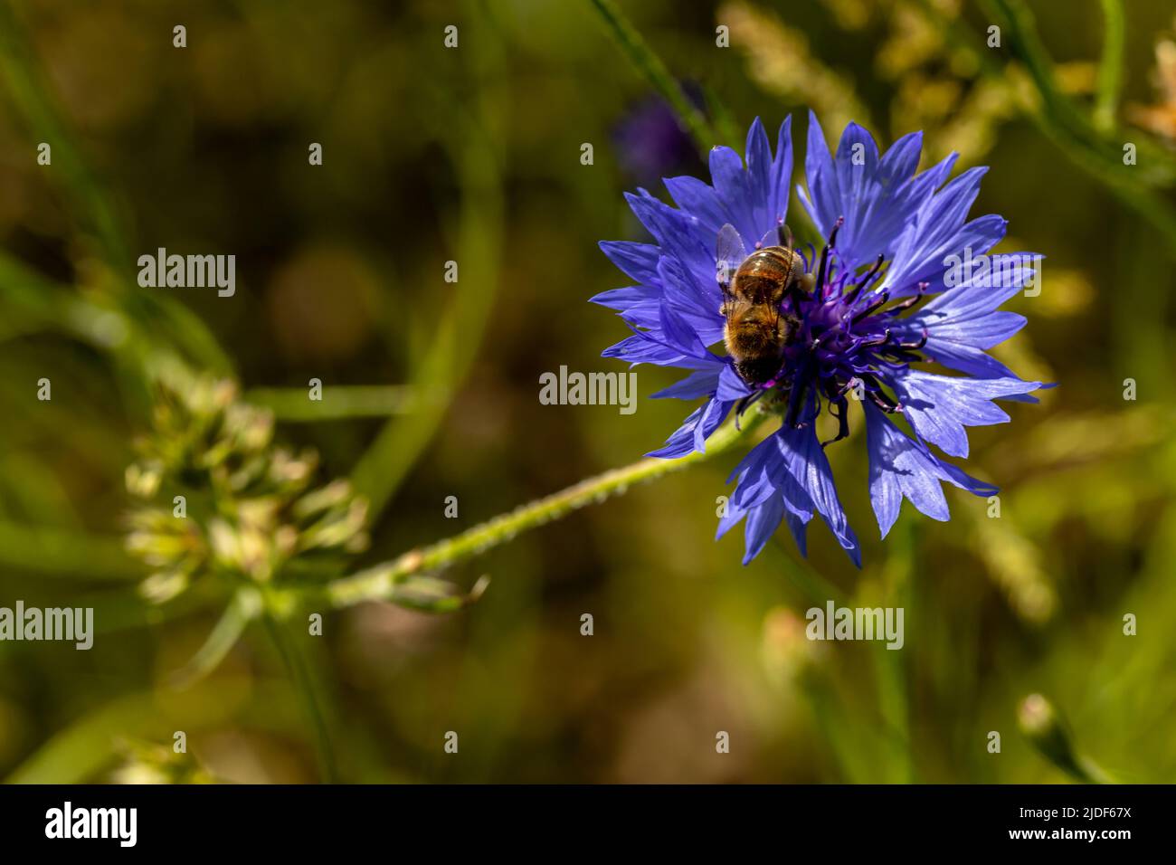 Abeille prenant le nectar sur une fleur de cloche bleutée Banque D'Images