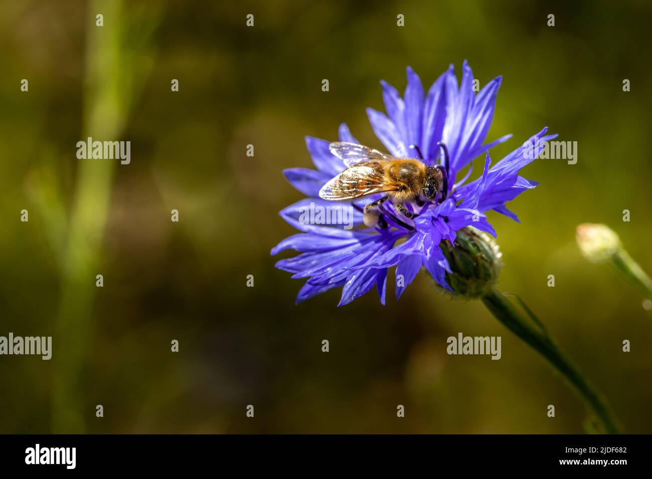 Abeille prenant le nectar sur une fleur de cloche bleutée Banque D'Images