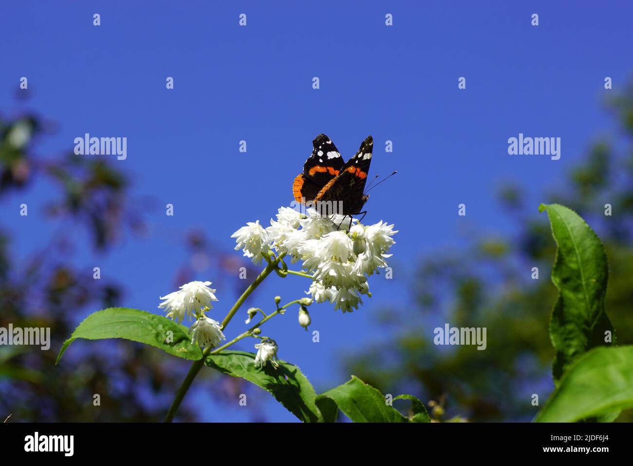 Rouge amiral, rouge admirable (Vanessa atalanta), famille Nymphalidae sur les fleurs blanches de l'arbuste Deutzia, famille Hydrangeaceae. Ciel bleu, jardin hollandais. Banque D'Images
