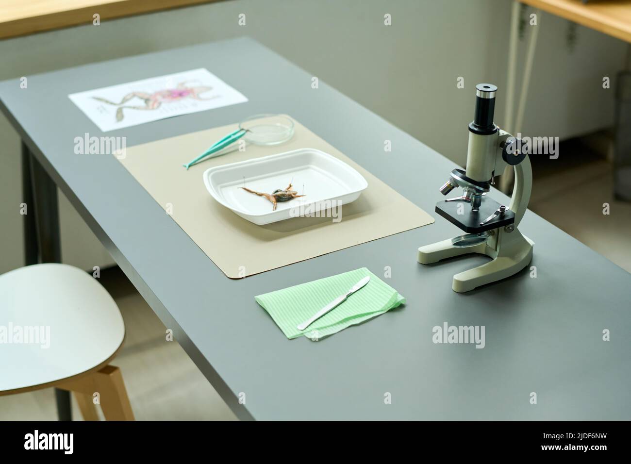 Long bureau gris avec microscope, scalpel, brucelles, papier avec croquis de la structure interne de l'animal et plateau en plastique avec grenouille pour dissection Banque D'Images