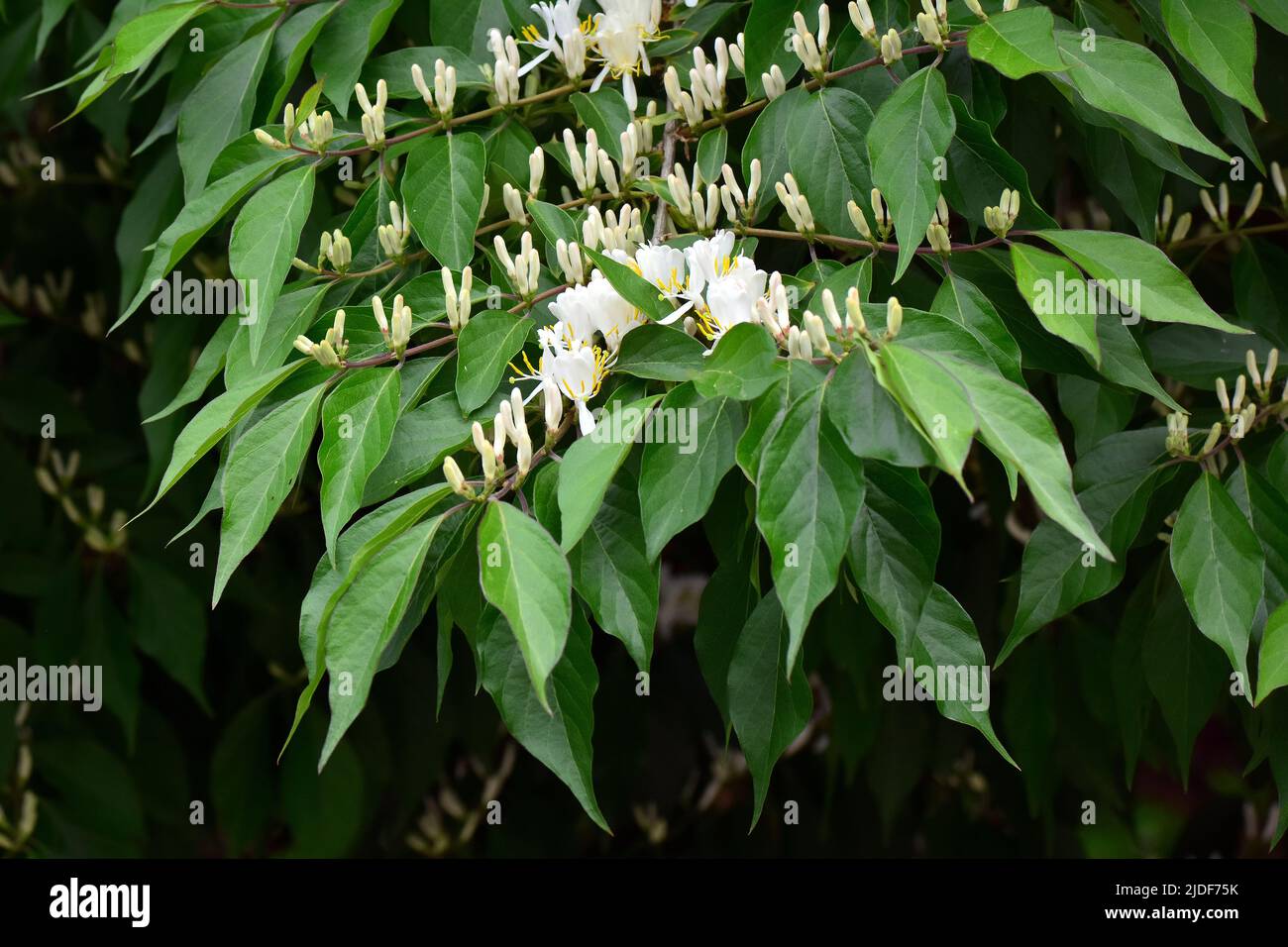 Amur Honeysuckle, Heckenkirschen, Chèvrefeuille de Maack, Lonicera maackii, koreai lonc, Hongrie, Europe Banque D'Images