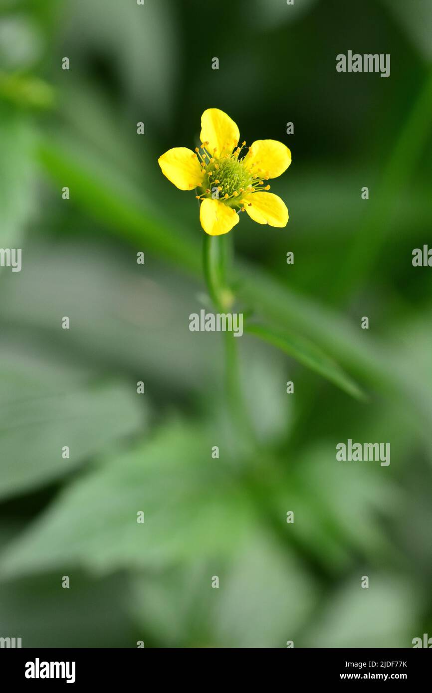 Wood avens, Herb Bennet, colewort, composé Benedict's Herb, Echte Nelkenwurz, Benoîte commune, Geum urbanum, erdei gyömbérgyökér, Budapest, Hongrie Banque D'Images Wood avens, Herb Bennet, colewort, composé Benedict's Herb, Echte Nelkenwurz, Benoîte commune, Geum urbanum, erdei gyömbérgyökér, Budapest, Hongrie Banque D'Images