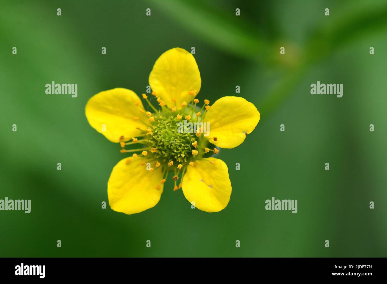 Wood avens, Herb Bennet, colewort, composé Benedict's Herb, Echte Nelkenwurz, Benoîte commune, Geum urbanum, erdei gyömbérgyökér, Budapest, Hongrie Banque D'Images Wood avens, Herb Bennet, colewort, composé Benedict's Herb, Echte Nelkenwurz, Benoîte commune, Geum urbanum, erdei gyömbérgyökér, Budapest, Hongrie Banque D'Images