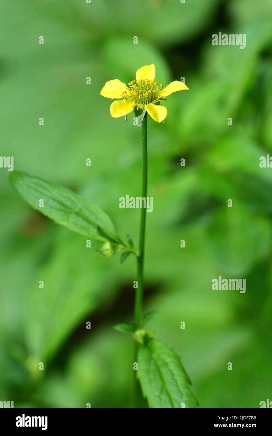 Wood avens, Herb Bennet, colewort, composé Benedict's Herb, Echte Nelkenwurz, Benoîte commune, Geum urbanum, erdei gyömbérgyökér, Budapest, Hongrie Banque D'Images Wood avens, Herb Bennet, colewort, composé Benedict's Herb, Echte Nelkenwurz, Benoîte commune, Geum urbanum, erdei gyömbérgyökér, Budapest, Hongrie Banque D'Images