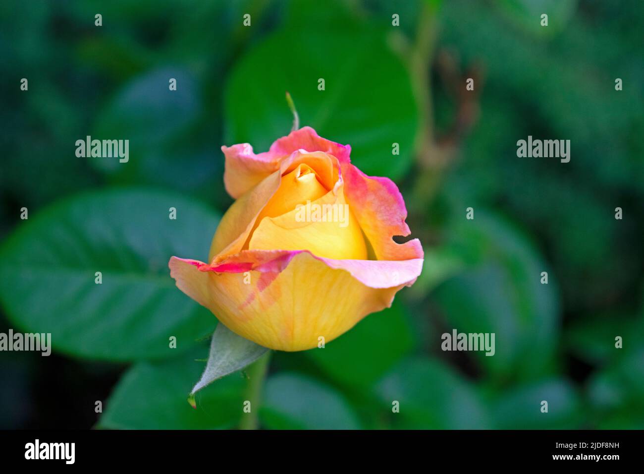 Grande rose simple avec des pétales multicolores sur un fond vert foncé flou -17 Banque D'Images