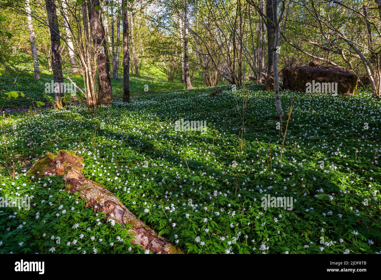 Une belle vue sur les fleurs d'anémones blanches s'épanouissent dans une forêt luxuriante de la réserve naturelle de Höckböleholmen dans les îles Åland, en Finlande, lors d'une journée ensoleillée au printemps. Banque D'Images