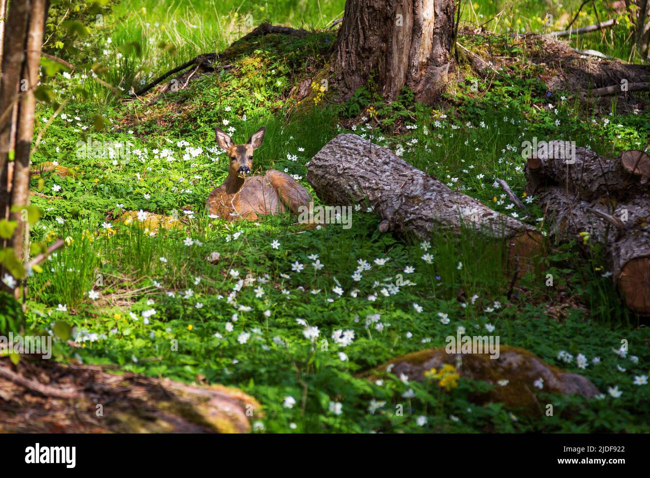 Le jeune cerf de Virginie d'Europe est niché au milieu de fleurs d'anémone blanches dans une forêt luxuriante de la réserve naturelle de Nåtö, dans les îles Åland, en Finlande, lors d'une journée ensoleillée au printemps. Banque D'Images