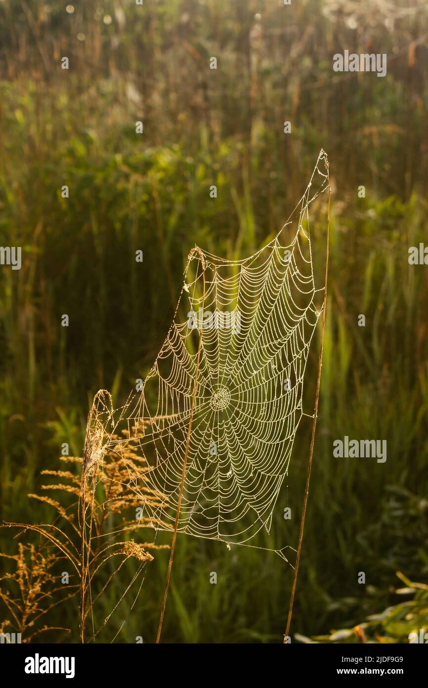 Toile d'araignée avec gouttes d'eau le matin d'été au lever du soleil Banque D'Images