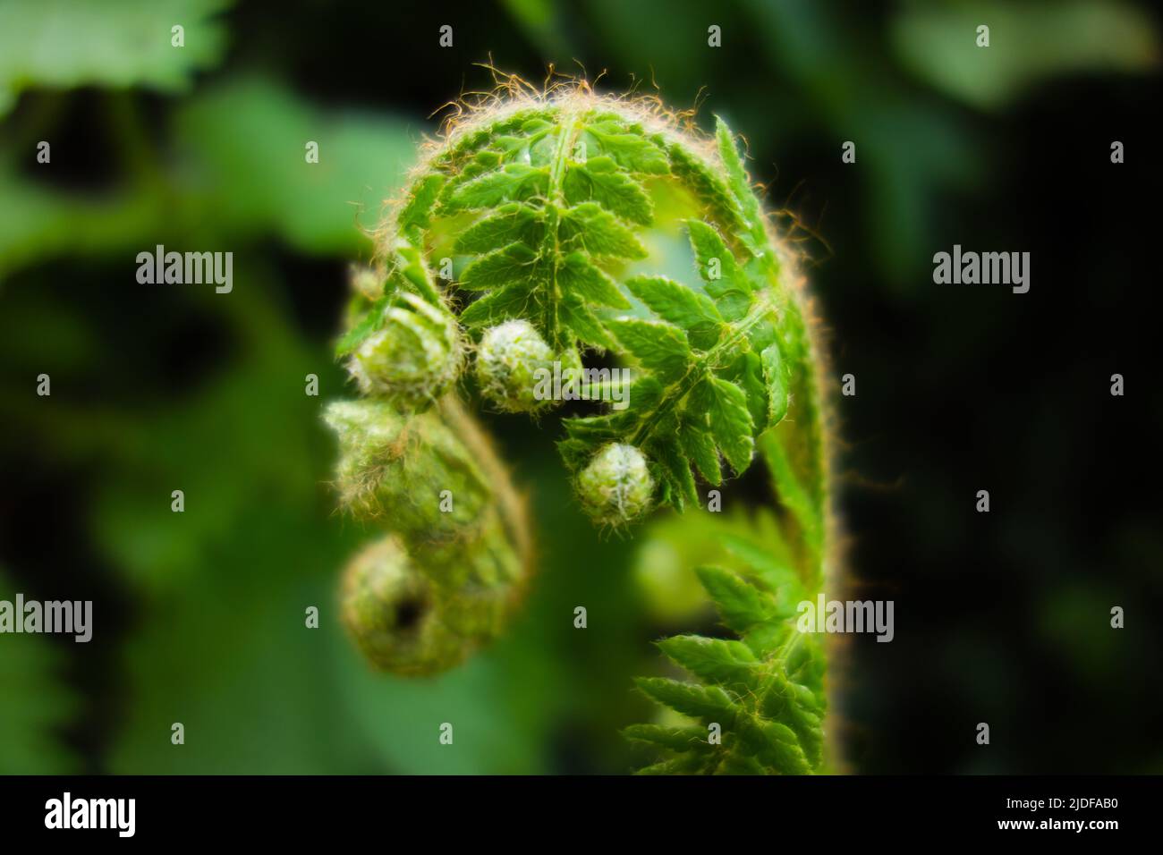 Front de fern de la fougère à échelle dorée (Dryopteris affinis agg.), qui se déforme et est isolée sur un fond vert foncé naturel Banque D'Images