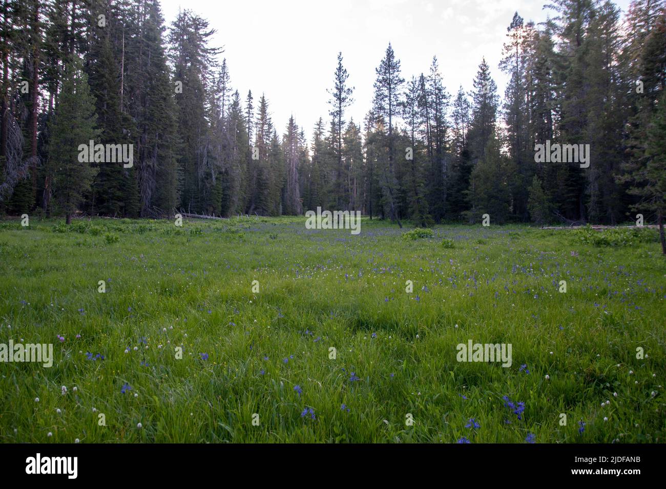 Les prairies du parc national de Yosemite explosent avec de la couleur au printemps, comme des fleurs sauvages comme le lupin et le lys. Banque D'Images