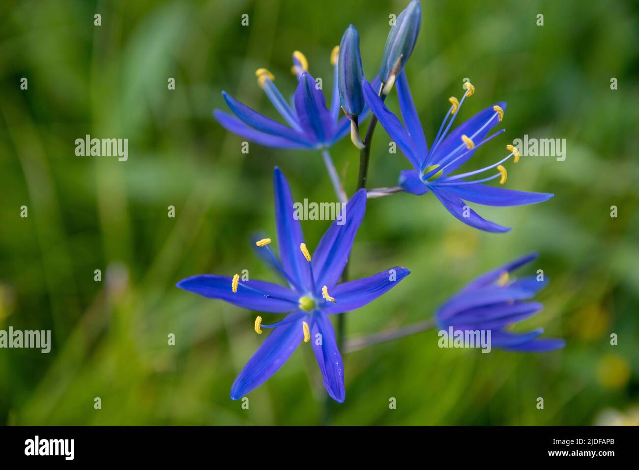 Les prairies du parc national de Yosemite explosent avec de la couleur au printemps, comme des fleurs sauvages comme le lupin et le lys. Banque D'Images
