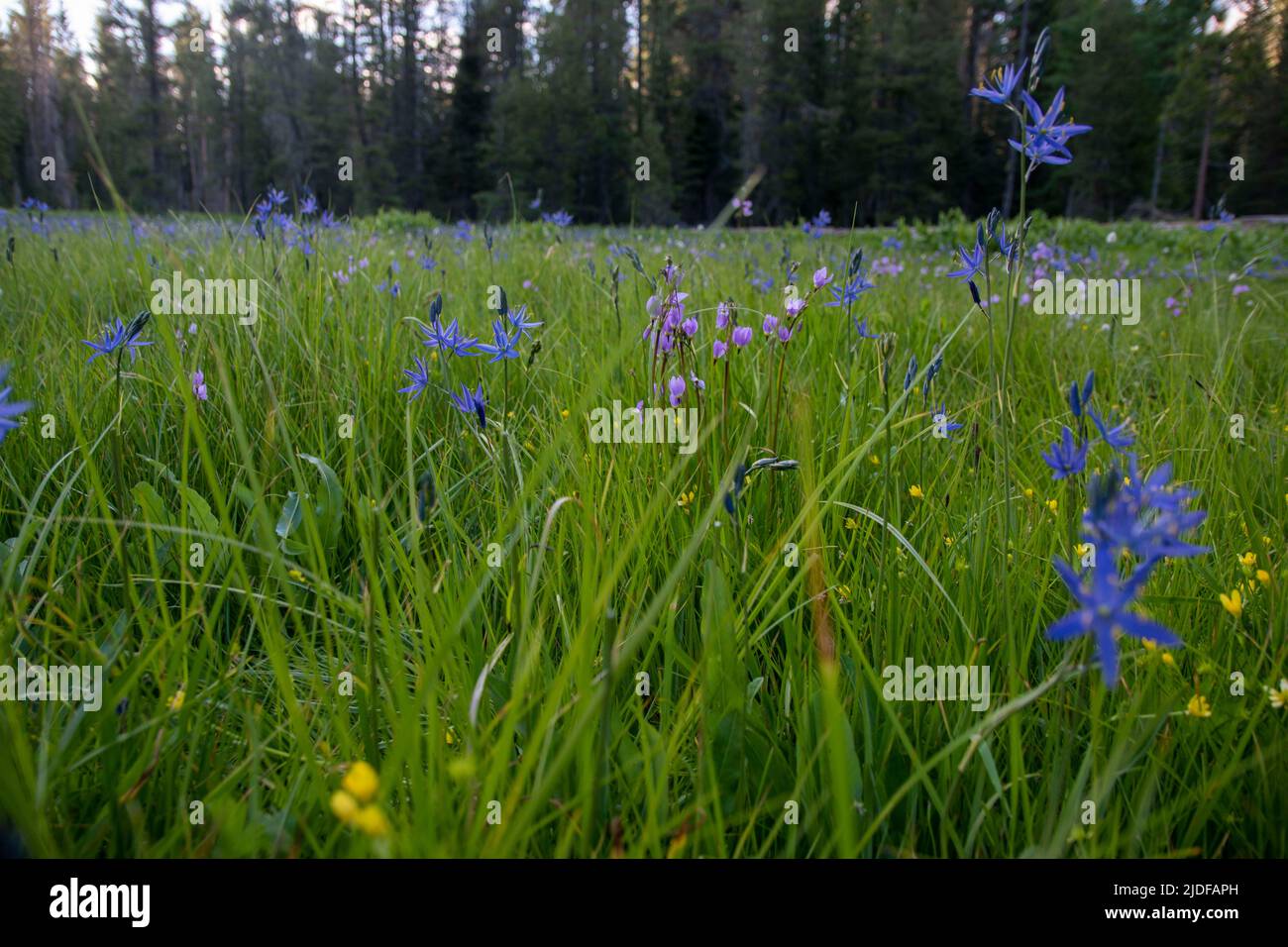 Les prairies du parc national de Yosemite explosent avec de la couleur au printemps, comme des fleurs sauvages comme le lupin et le lys. Banque D'Images