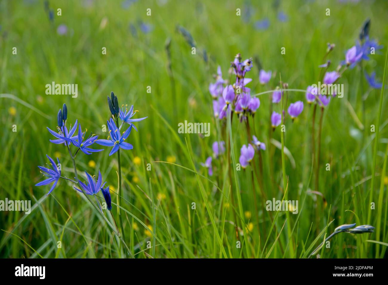 Les prairies du parc national de Yosemite explosent avec de la couleur au printemps, comme des fleurs sauvages comme le lupin et le lys. Banque D'Images