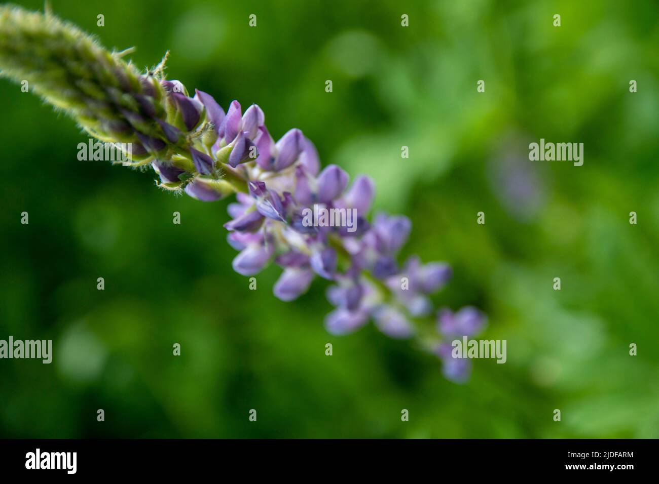 Les prairies du parc national de Yosemite explosent avec de la couleur au printemps, comme des fleurs sauvages comme le lupin et le lys. Banque D'Images