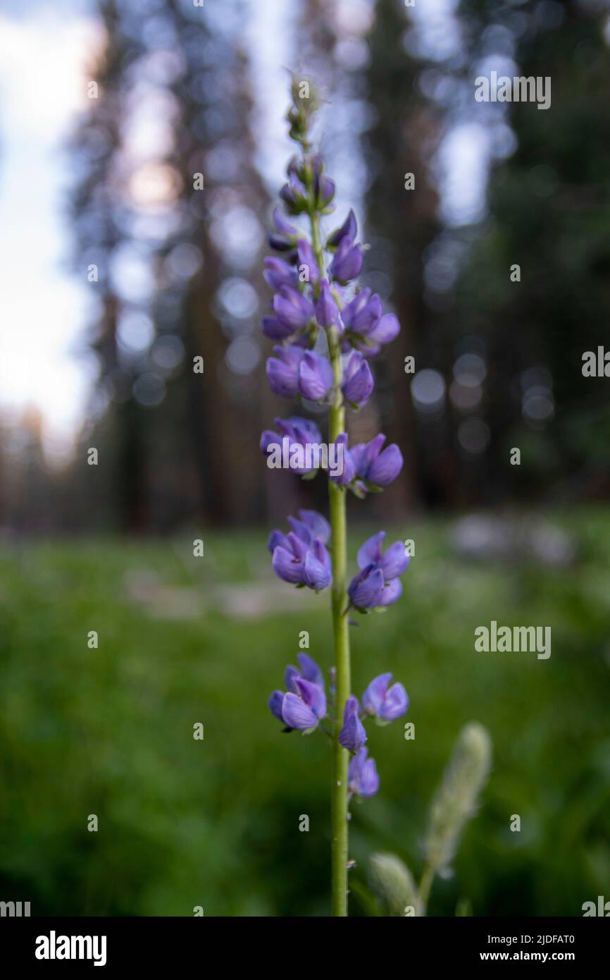 Les prairies du parc national de Yosemite explosent avec de la couleur au printemps, comme des fleurs sauvages comme le lupin et le lys. Banque D'Images