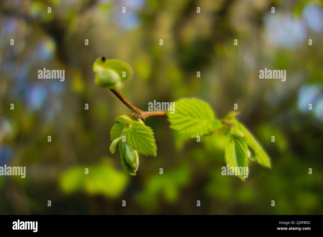 De nouvelles feuilles et bourgeons vert pâle sur un Hazel (Corylus avellana) brindilles avec un fond vert naturel Banque D'Images