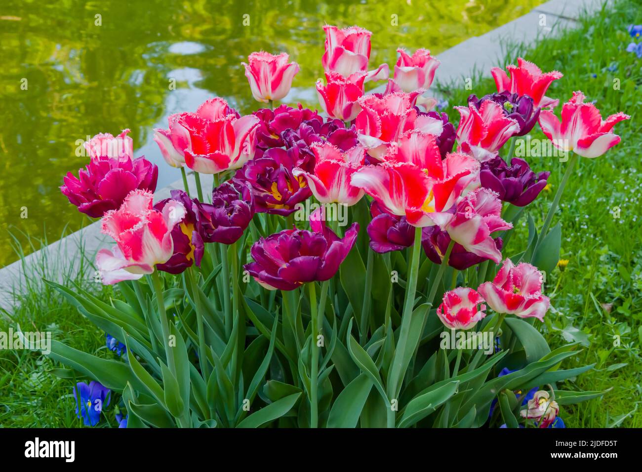 Prairie printanière colorée avec tulipe blanche et rose à franges, fleurs de tulipe pourpre Banque D'Images