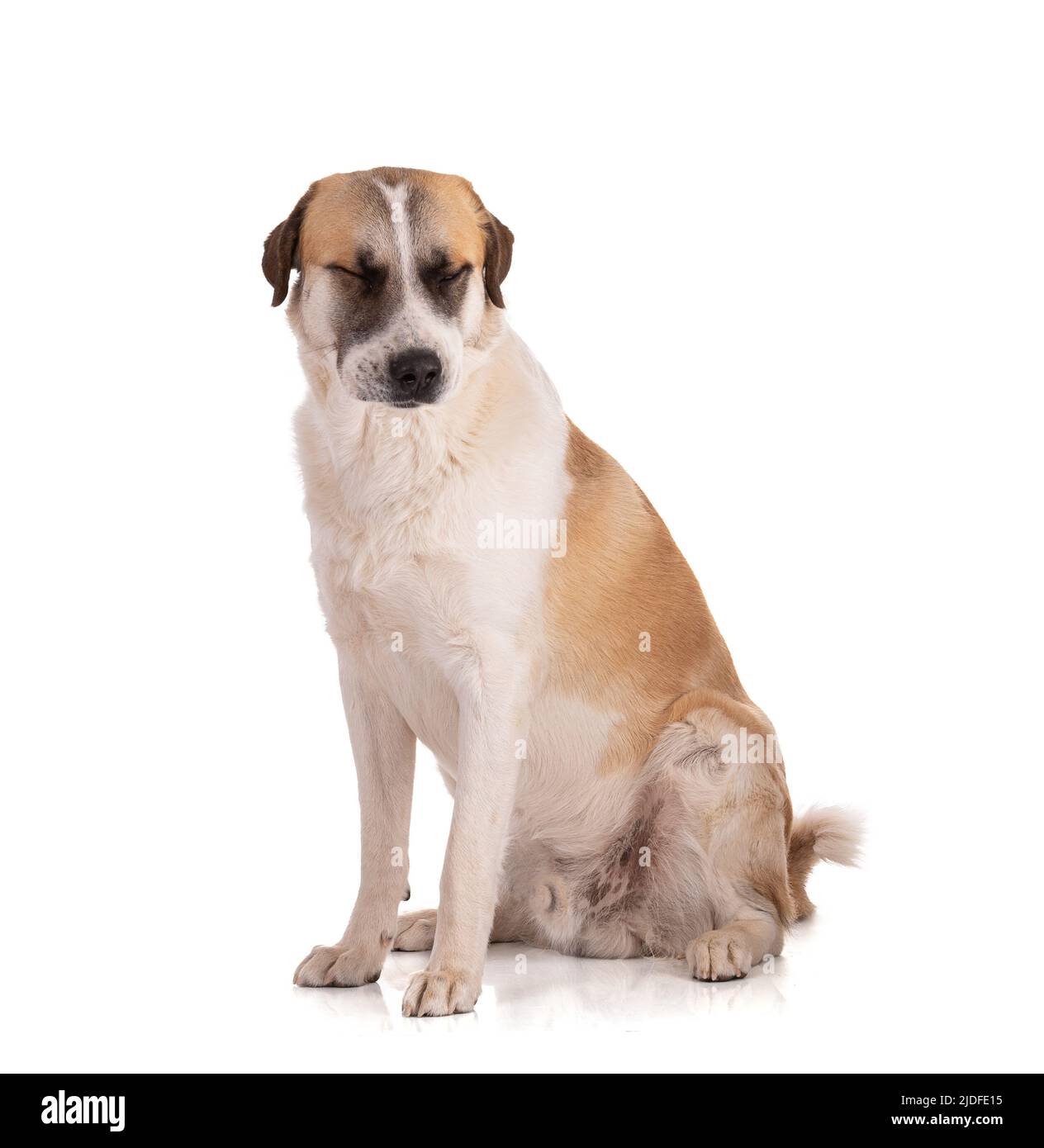 Grand Pyrenees ou Pyrénéen chien de montagne assis avec ses yeux fermés sur fond blanc Banque D'Images