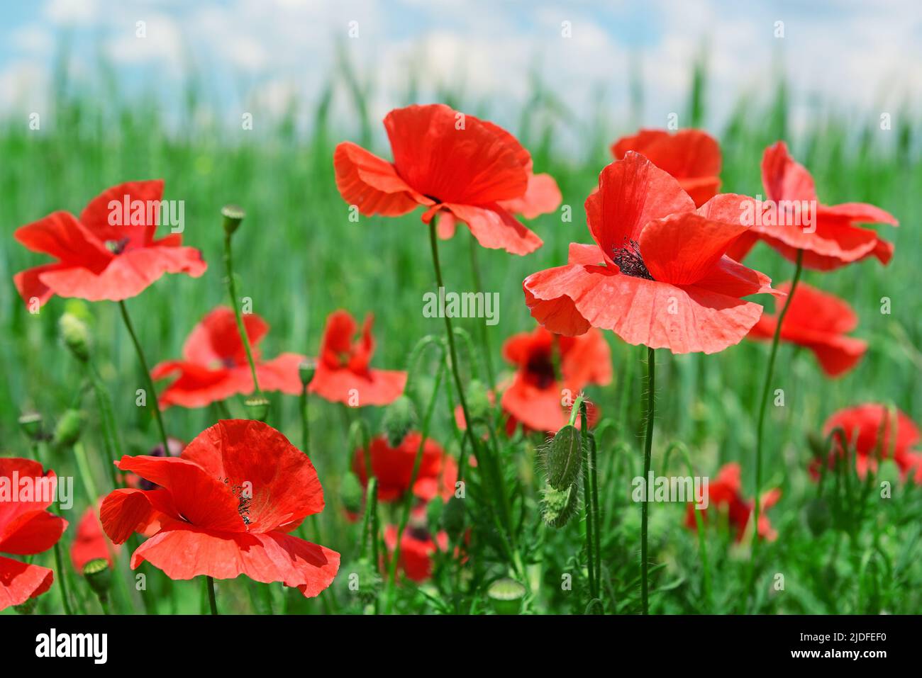 Coquelicots rouges sur champ vert Banque D'Images