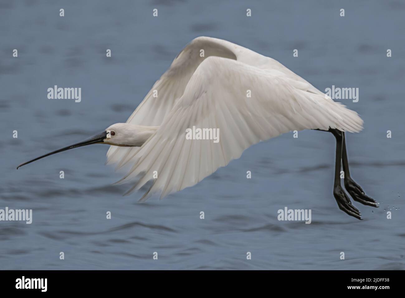 Spatule blanche dans la baie de somme, vie sauvage dans la baie, nature Banque D'Images