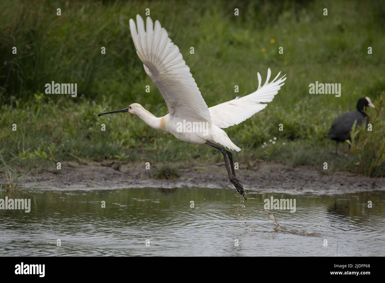 Spatule blanche dans la baie de somme, vie sauvage dans la baie, nature Banque D'Images