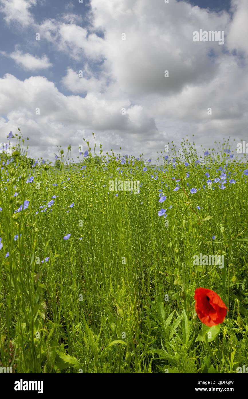 Coquelicots dans la baie de somme Banque D'Images
