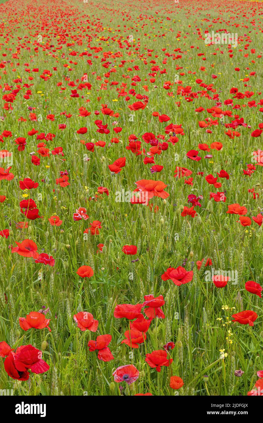 Coquelicots dans la baie de somme Banque D'Images