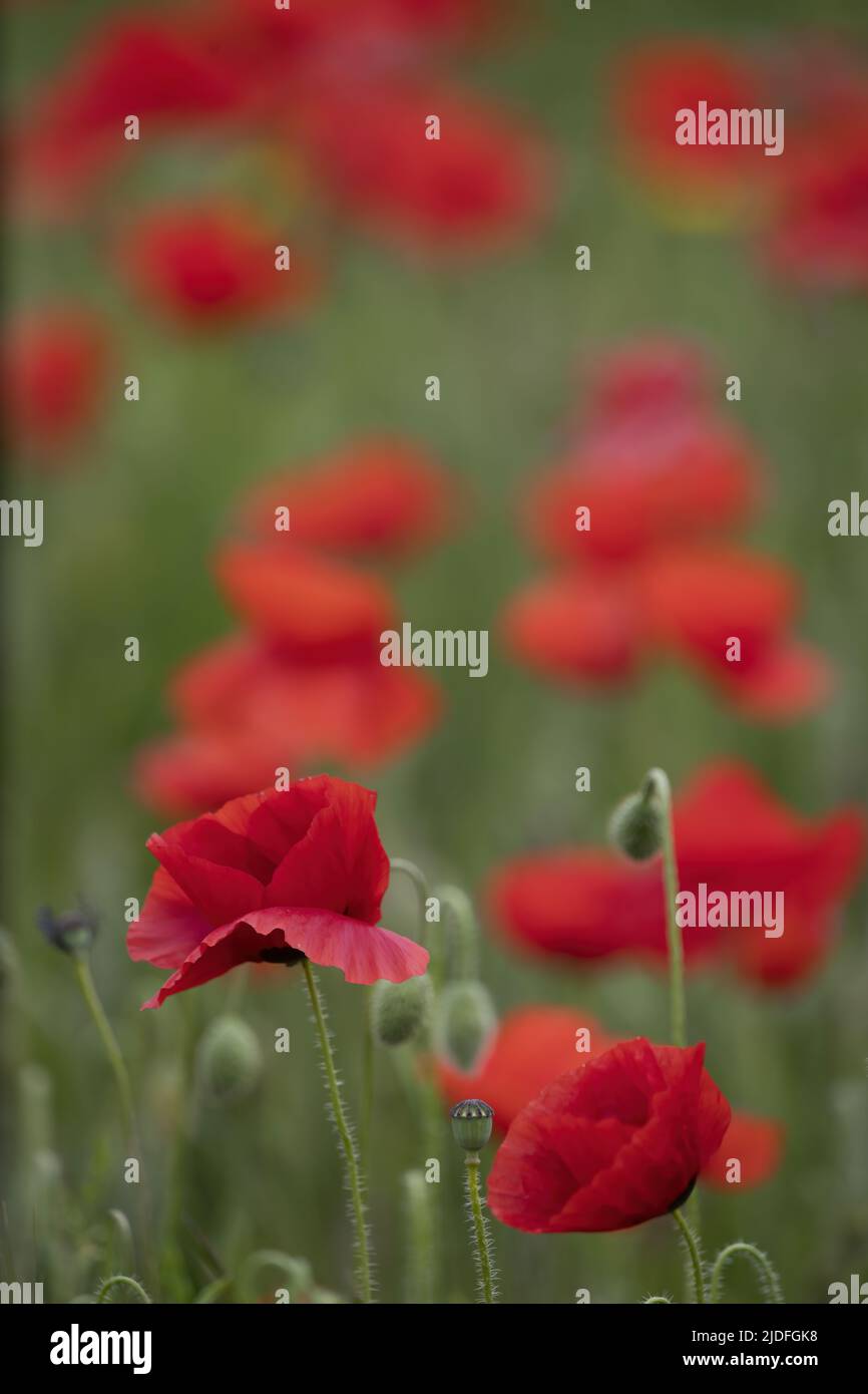 Coquelicots dans la baie de somme Banque D'Images